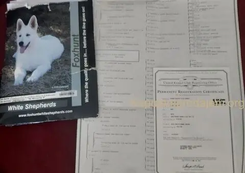 Beli švajcarski ovčar štenci - 5/6