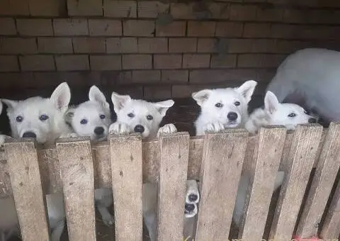 Beli švajcarski ovčar štenci - 6/6