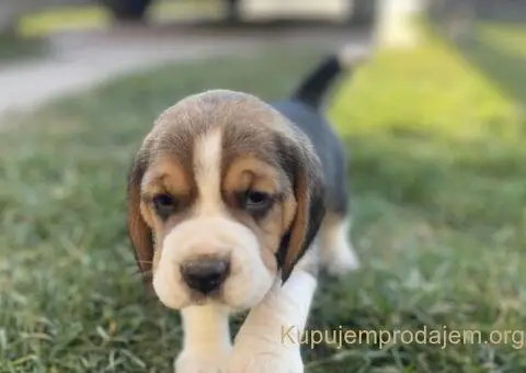 Bigl žensko štene - 1/12