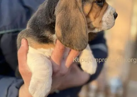 Bigl žensko štene - 2/12