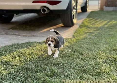 Bigl žensko štene - 3/12