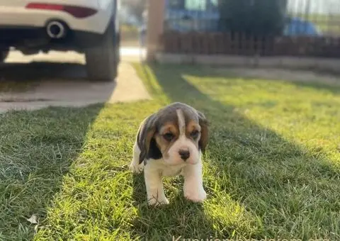 Bigl žensko štene - 4/12