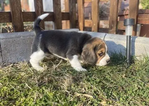 Bigl žensko štene - 5/12