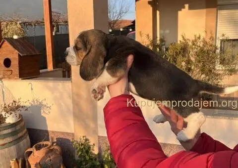 Bigl žensko štene - 6/12