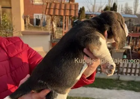 Bigl žensko štene - 7/12