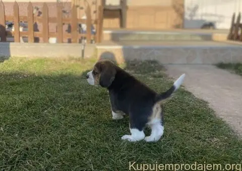 Bigl žensko štene - 8/12