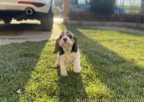 Bigl žensko štene - 9/12