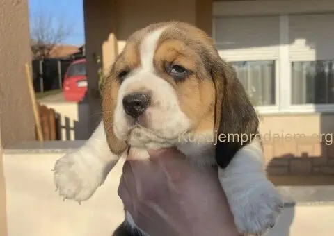 Bigl žensko štene - 10/12