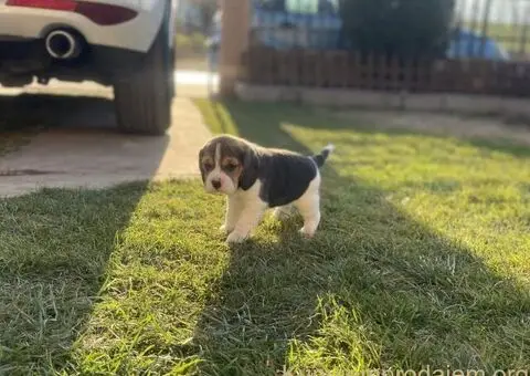 Bigl žensko štene - 11/12