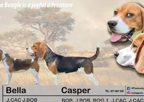 Bigl žensko štene - 12/12