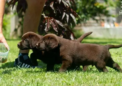 Labrador retriver štenci - 3/5