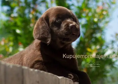 Labrador retriver štenci - 4/5