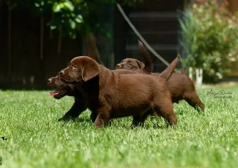 Labrador retriver štenci - 5/5