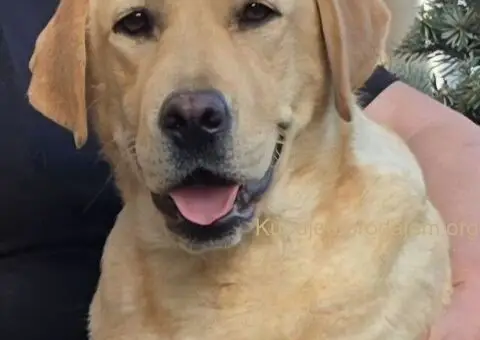 Labrador retriver ženka na prodaju - 1/3