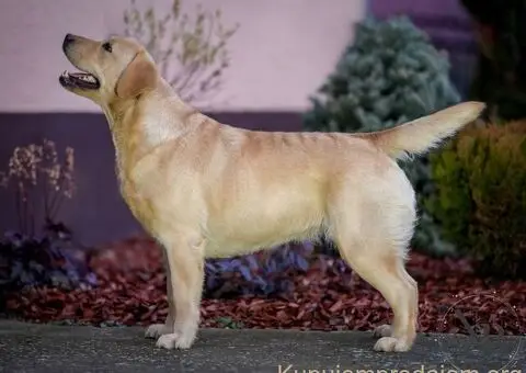 Labrador retriver ženka na prodaju - 2/3