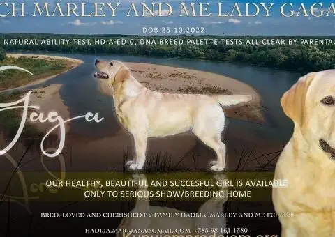 Labrador retriver ženka na prodaju - 3/3