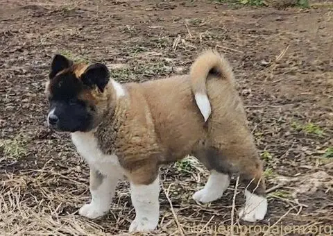 Americka akita štenci - 1/5