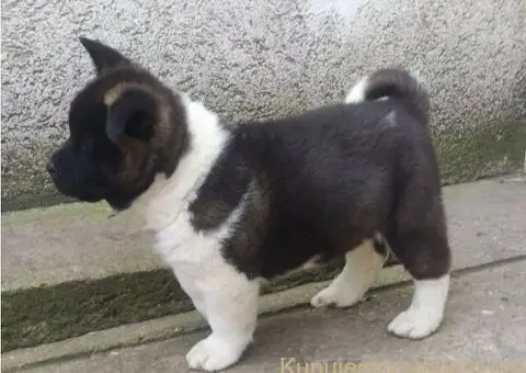 Americka akita štenci - 2/5