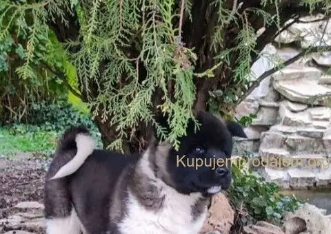 Americka akita štenci - 3/5