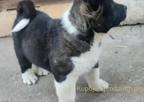 Americka akita štenci - 4/5