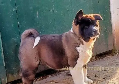 Americka akita štenci - 5/5