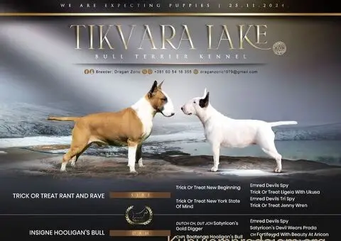 Stenci Standard Bul Terijera - 1/4