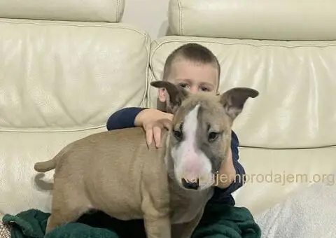 Stenci Standard Bul Terijera - 2/4