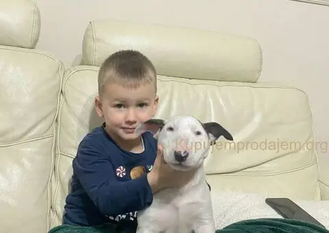 Stenci Standard Bul Terijera - 3/4