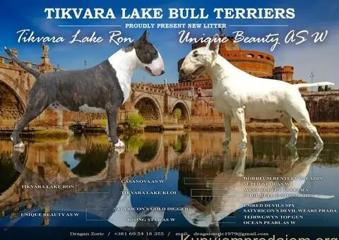 Stenci Standard Bul Terijera - 4/4