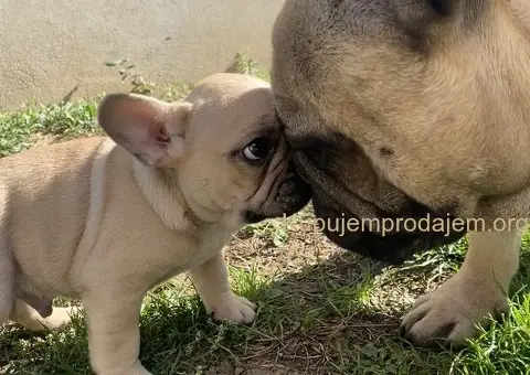 Francuski buldog štenci - 1/3
