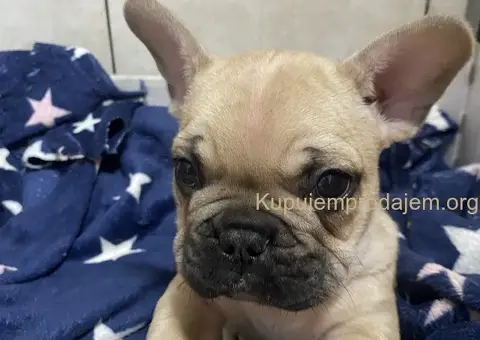 Francuski buldog štenci - 2/3