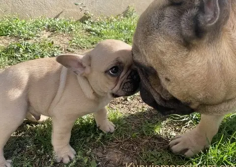 Francuski buldog štenci - 3/3