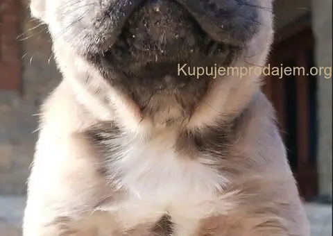 Francuski Buldog zenkica - 1/3