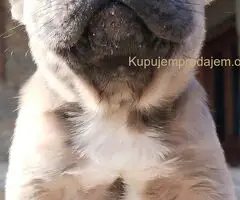 Francuski Buldog zenkica