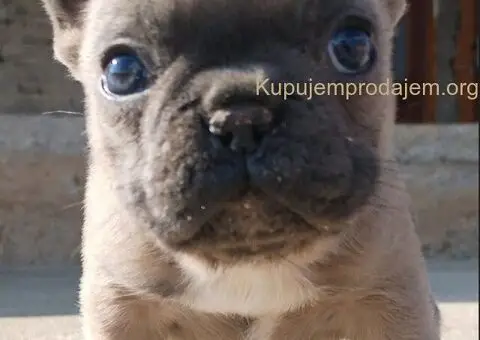 Francuski Buldog zenkica - 2/3