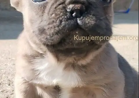 Francuski Buldog zenkica - 3/3