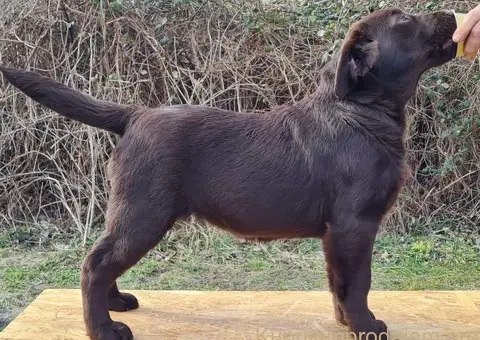 Labrador retriver čokoladni štenci - 1/5