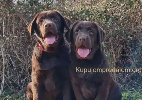 Labrador retriver čokoladni štenci - 2/5