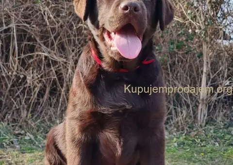 Labrador retriver čokoladni štenci - 3/5
