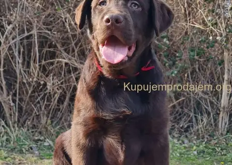 Labrador retriver čokoladni štenci - 4/5