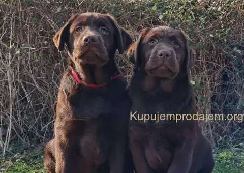 Labrador retriver čokoladni štenci - 5/5