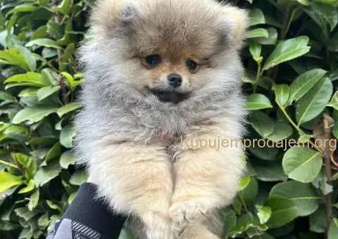 Prelepi minijaturni stenci pomeranca - 1/5