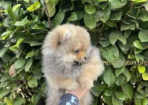 Prelepi minijaturni stenci pomeranca - 3/5