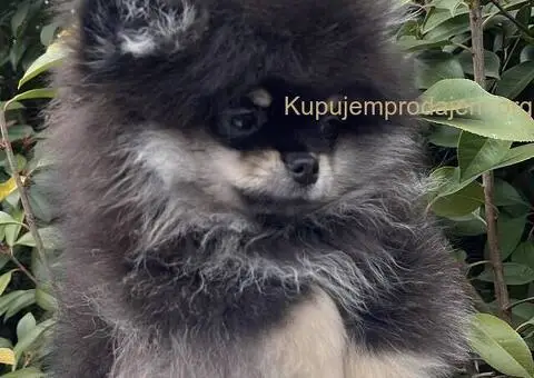 Prelepi minijaturni stenci pomeranca - 4/5