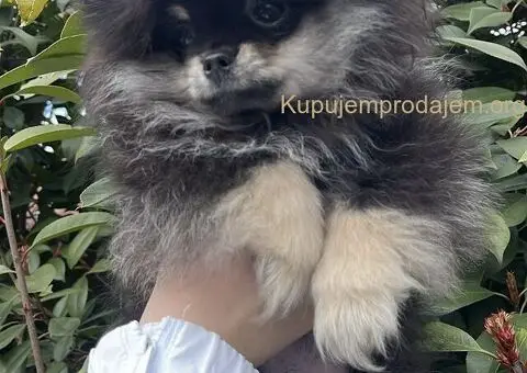 Prelepi minijaturni stenci pomeranca - 5/5