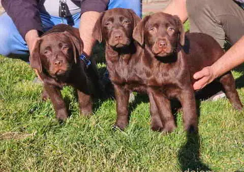 Dostupni stenci LABRADORA, vrhunski odnegovani - 1/4