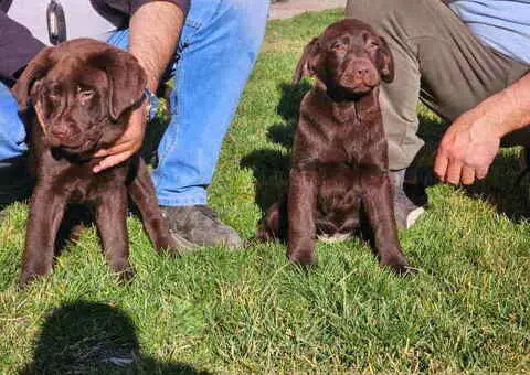 Dostupni stenci LABRADORA, vrhunski odnegovani - 2/4