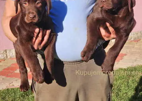 Dostupni stenci LABRADORA, vrhunski odnegovani - 3/4