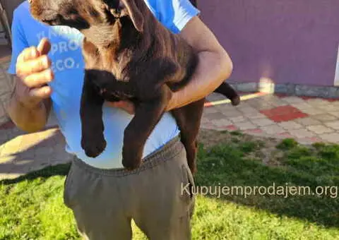 Dostupni stenci LABRADORA, vrhunski odnegovani - 4/4