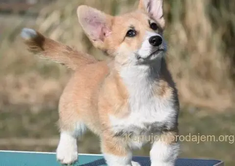 Velški korgi/Welsh Corgi Pembroke - 2/5